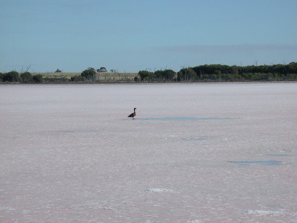 Australian Shelduck